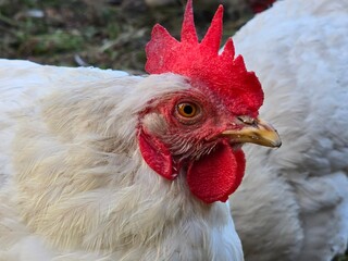 close up of a rooster