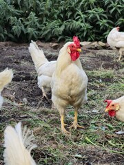 chicken in the grass