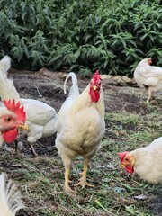 white chickens, including a rooster, on grassy ground. The birds have red combs and are set against a backdrop of green plants.