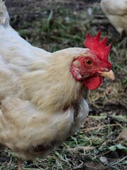 rooster in the farm