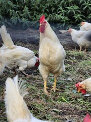white chickens, including a rooster, on grassy ground. The birds have red combs and are set against a backdrop of green plants.