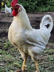 white chickens, including a rooster, on grassy ground. The birds have red combs and are set against a backdrop of green plants.