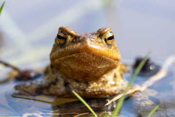 Frosch im Wasser