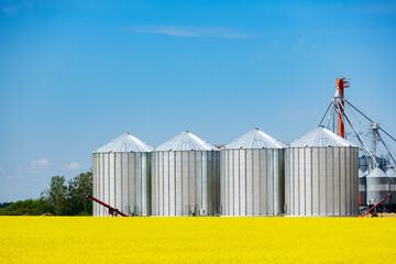 Blooming yellow canola field and grain storage bins.