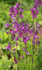 Obraz premium flowers in the garden