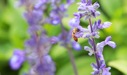 flower and bee in garden