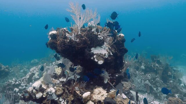 School of blue fish foraging reefs fish feeding behavior Caribbean Sea. 