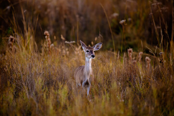 Deer in the tall grass