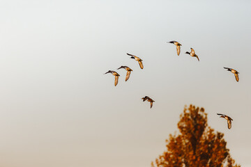 Ducks fly at sunset