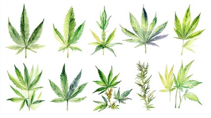 Fototapeta premium Variety of Cannabis leaves including sativa and indica Medicinal marijuana foliage Hemp seeds and oil Watercolor illustration created by hand set against a white background