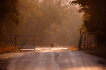 Deer on the road