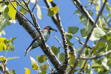 gruccione comune, Merops apiaster , all'oasi naturalistica di Manzolino.