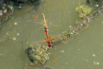 libellule in accoppiamento all'oasi naturalistica di Manzolino.