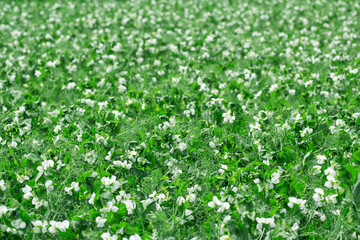Green peas field blooming with white flowers in summer.