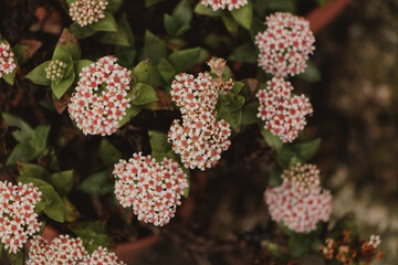 crassula succulent in full bloom