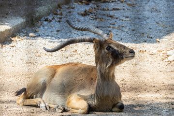 Antilope alcina, Tragelaphus oryx, al parco faunistico.