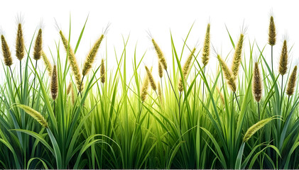 Fototapeta premium Grasses with Seed Heads on White Background - Detailed Botanical Display