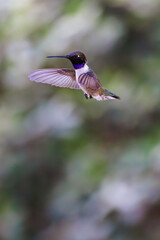 Hummingbird in flight