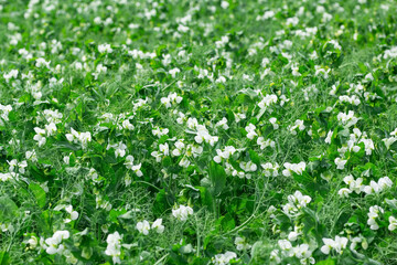 Green peas field blooming with white flowers in summer.