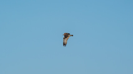 Flying osprey in front of a blue sky