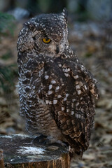 GUFO AFRICANO, Bubo africanus, al parco faunistico.