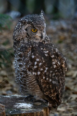 GUFO AFRICANO, Bubo africanus, al parco faunistico.