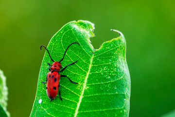 A red milkweed beetle on a milkweed leaf.