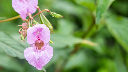 Indisches Springkraut