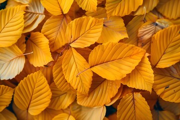 Vibrant Yellow Autumn Leaves Blanketing the Ground