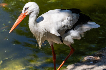 CICOGNA BIANCA, ciconia ciconia, all'oasi naturalistica.
