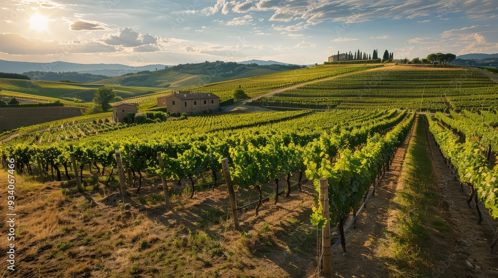 Poster an expansive view of rolling vineyards in the late afternoon, with the sun casting long shadows over