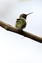 hummingbird on a branch
