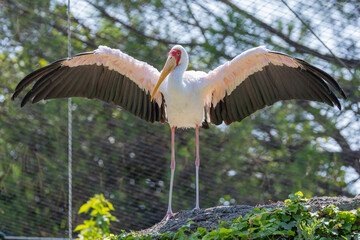 Tantalo beccogiallo, Mycteria ibis, all'oasi naturalistica.