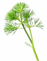 Naklejka premium Fresh Dill and Fennel Herb Arrangement