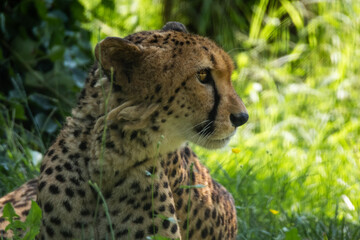 Ghepardo, Acinonyx jubatus, all'oasi naturalistica.