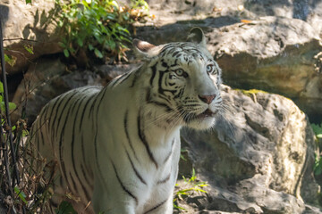 TIGRE DEL BENGALA, Panthera tigris tigris, all'oasi naturalistica.