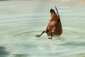 casarca, Tadorna ferruginea, nell'oasi naturalistica, nuoto di coppia sincronizzato.