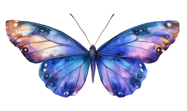 Fototapeta watercooler butterfly isolated on white background, butterfly illustration 