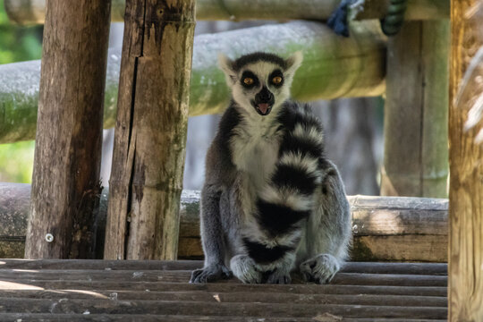 lemure dalla coda ad anelli o lemure catta, Lemur catta, all'oasi naturalistica.