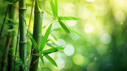 Bamboo Forest Serenity