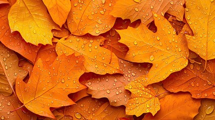 Vibrant orange leaves with dew drops create a stunning autumn scene, perfect for nature illustrations and seasonal decor.