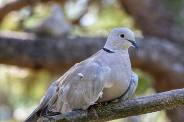 tortora dal collare, Streptopelia decaocto, al parco faunistico.