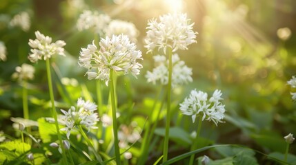 White Flowers in Sunlight