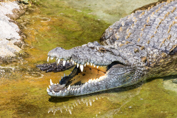 Coccodrillo del Nilo, Crocodylus niloticus, nel parco faunistico.