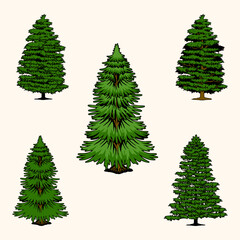 Obraz premium Set of pine trees, spruce, cedar silhouettes vector