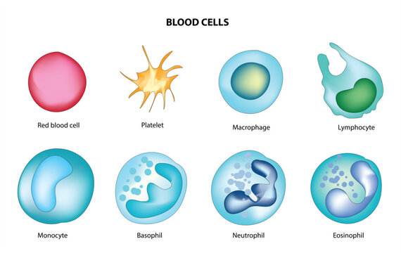 Blood cells