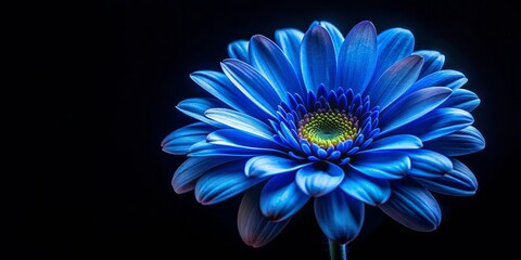 Fototapeta premium Blue Flower Close-Up, Dark Background, Floral Photography, Macro, Bloom, flower, blue