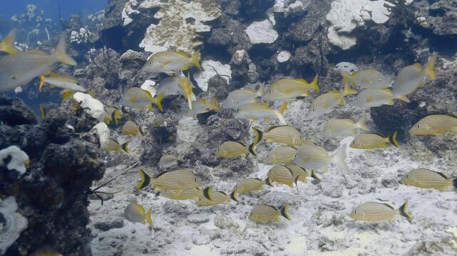 Bluestriped grunts and Yellowfin goatfish swimming near bleached corals.