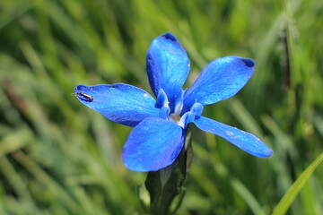 blue iris flowers