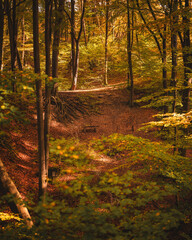 Pathway in the forest in autumn